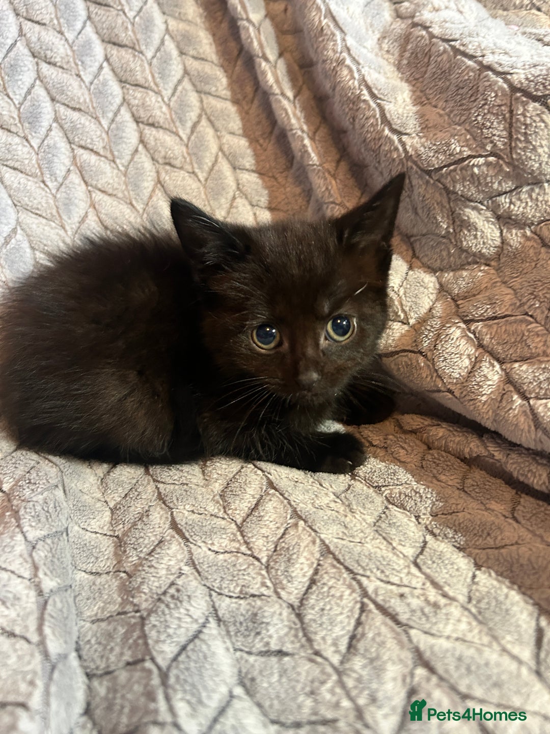Russian Blue cats for sale: 6 beautiful kittens ❤️ - Image 22