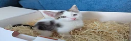 Mixed Breed cats for sale: Black and white female kitten in Dagenham - Advert 3