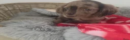 Cocker Spaniel dogs for sale: Gorgeous Working Type Cocker Spaniels - Advert 5