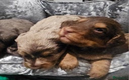 Cockapoo dogs for sale: The best cockapoos  - Image 8