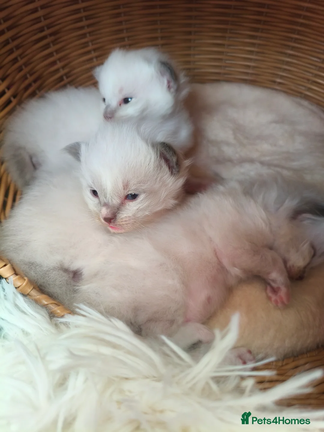 Ragdoll cats for sale: 3 Ragdoll Kittens for sale  - Advert 5