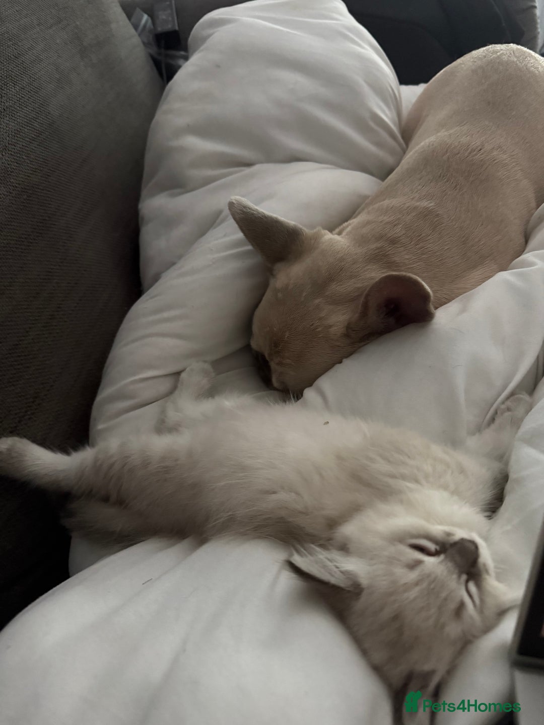 Ragdoll cats for sale: GCFF and FIFE Ragdoll.Champions line!Available now - Image 14