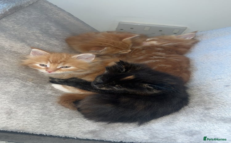 Maine Coon cats - Advert 16