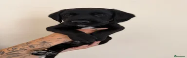 Cockerdor 3