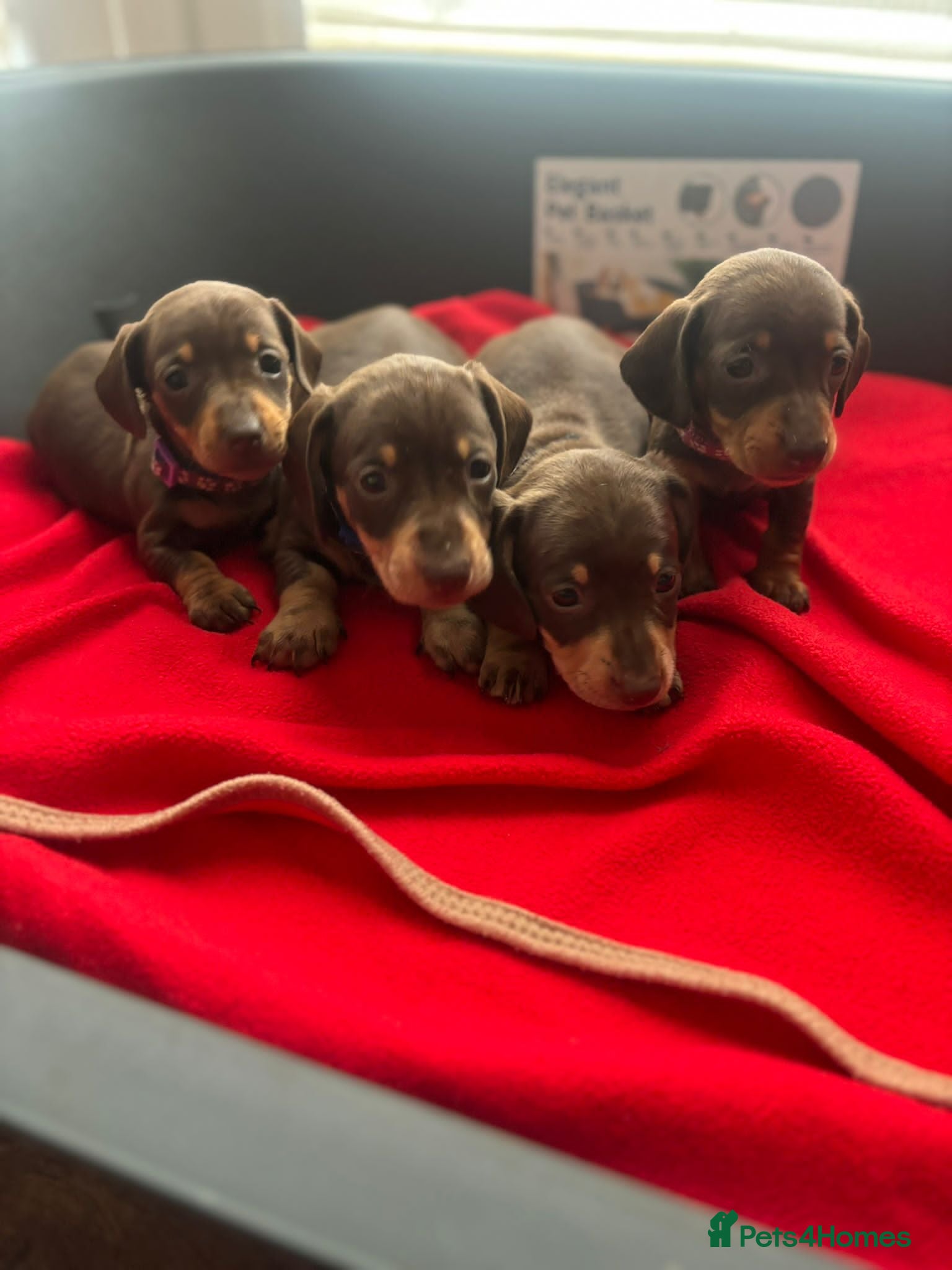 Miniature Dachshund dogs Adorable miniature dachshund litter - Advert 15