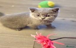 British Shorthair cats for sale: GCCF Chunky British Shorthair Kittens - Image 11