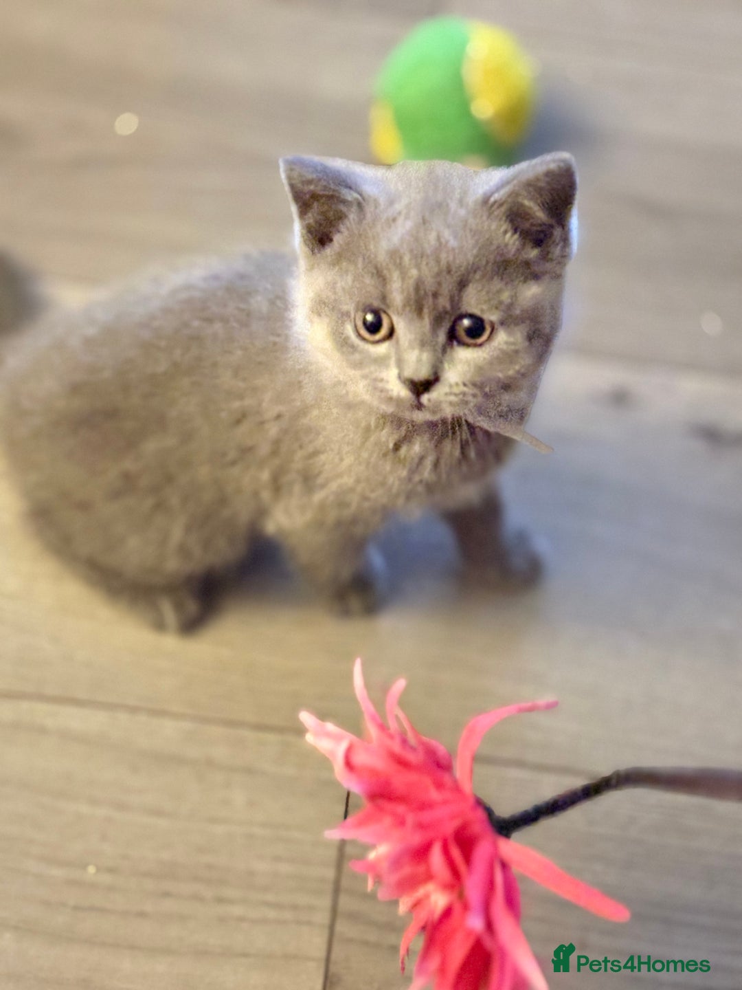 British Shorthair cats for sale: GCCF Chunky British Shorthair Kittens - Image 11