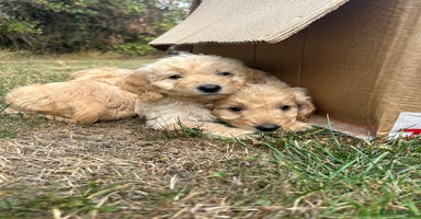 Cockapoo dogs - Advert 1