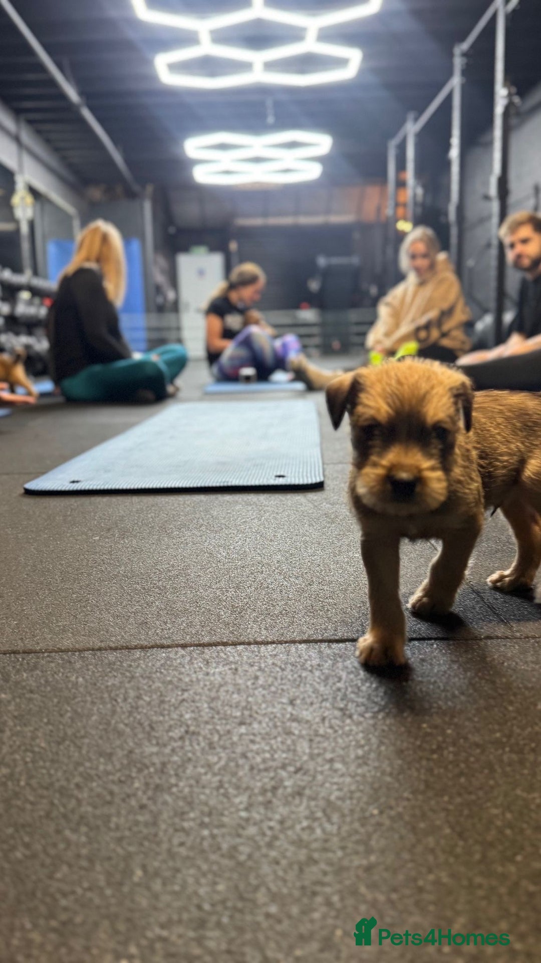 Soft Coated Wheaten Terrier dogs for sale: Traditional Irish Wheaten Terriers  - Image 14