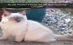 Ragdoll cats for sale: RAGDOLLS KITTENS **INC STARTER PACK & INSURANCE** - Image 14