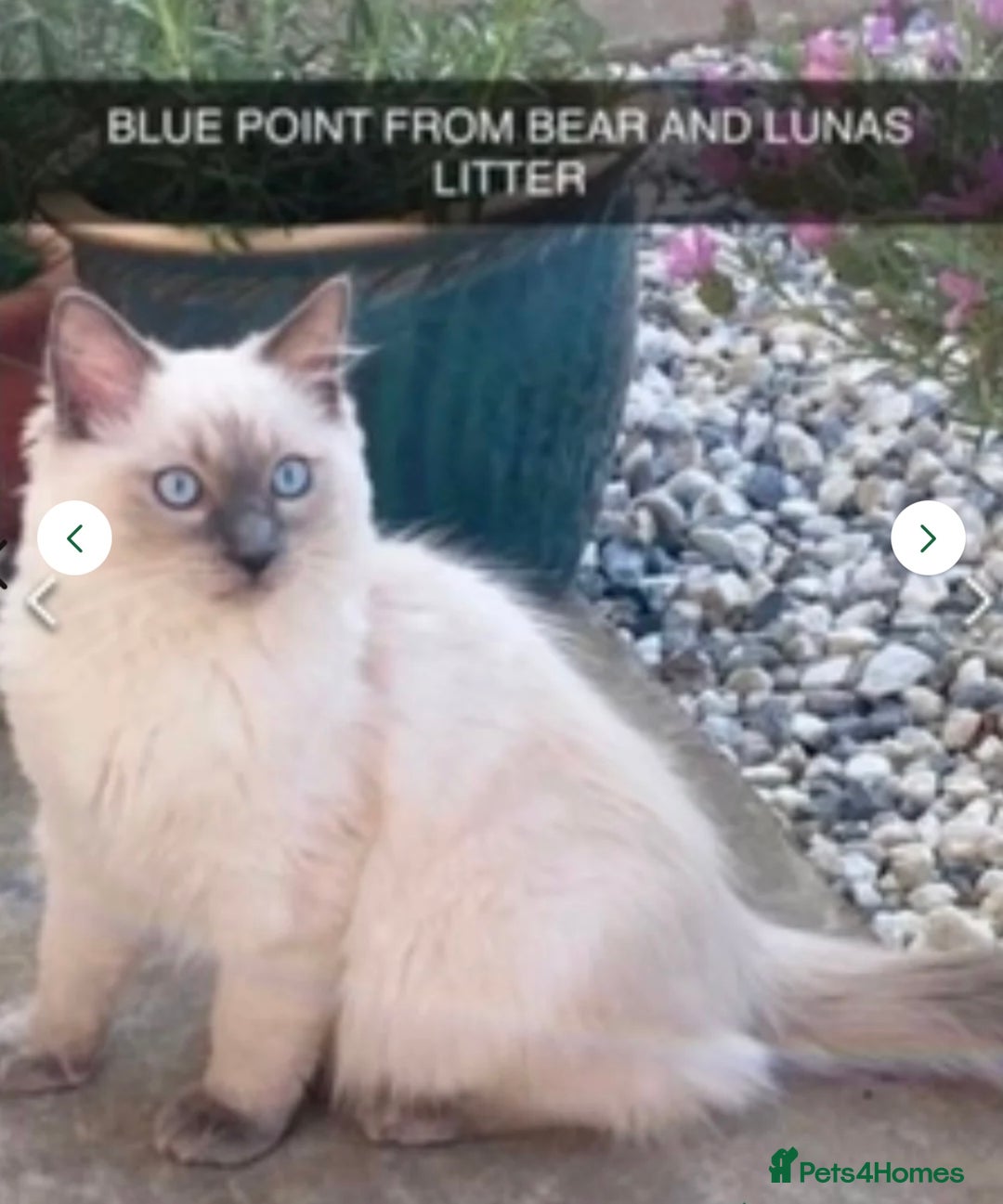 Ragdoll cats for sale: RAGDOLLS KITTENS **INC STARTER PACK & INSURANCE** - Image 14