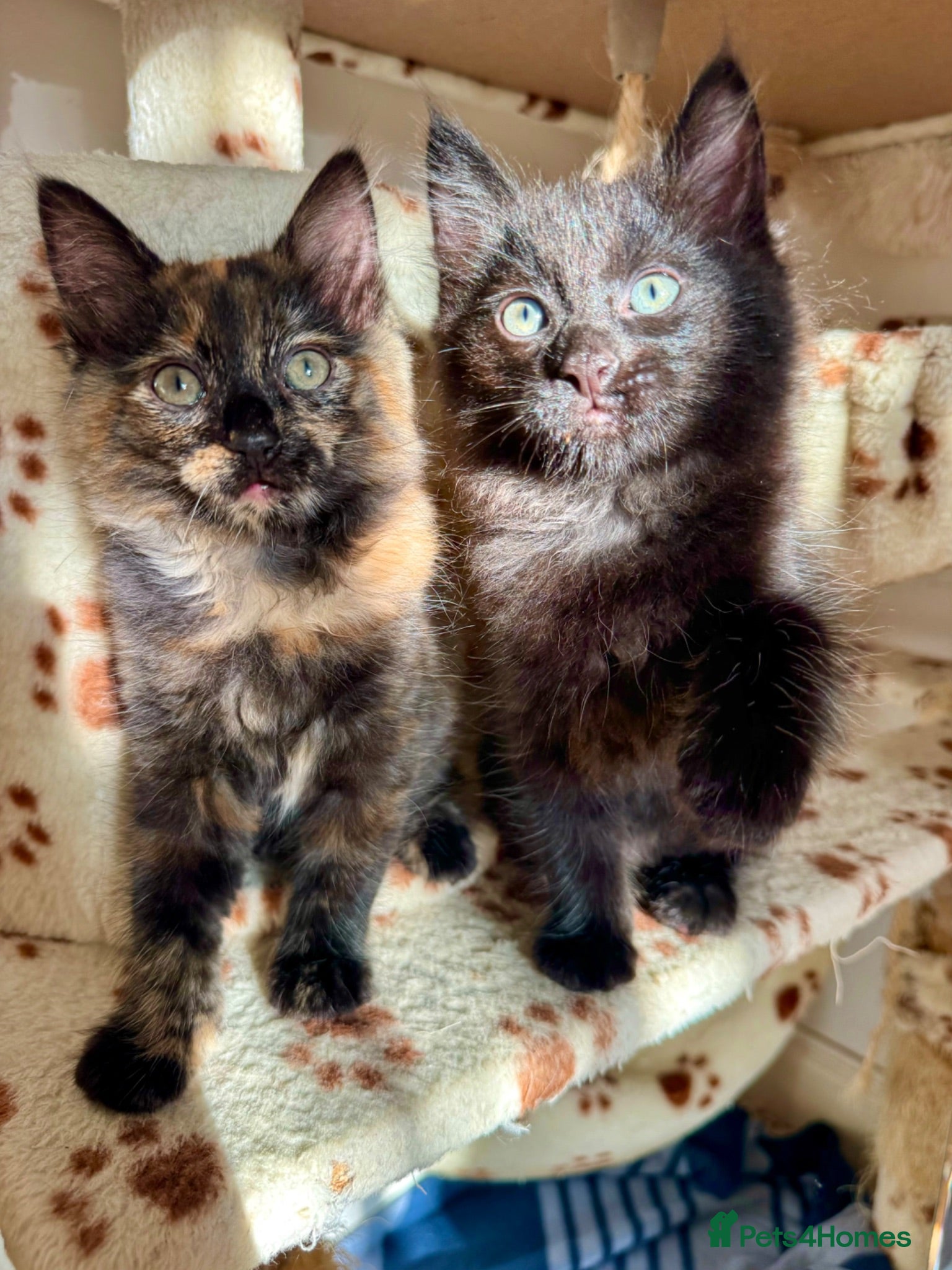 Mixed Breed cats 4 Fluffy kittens are ready to go  - Advert 1