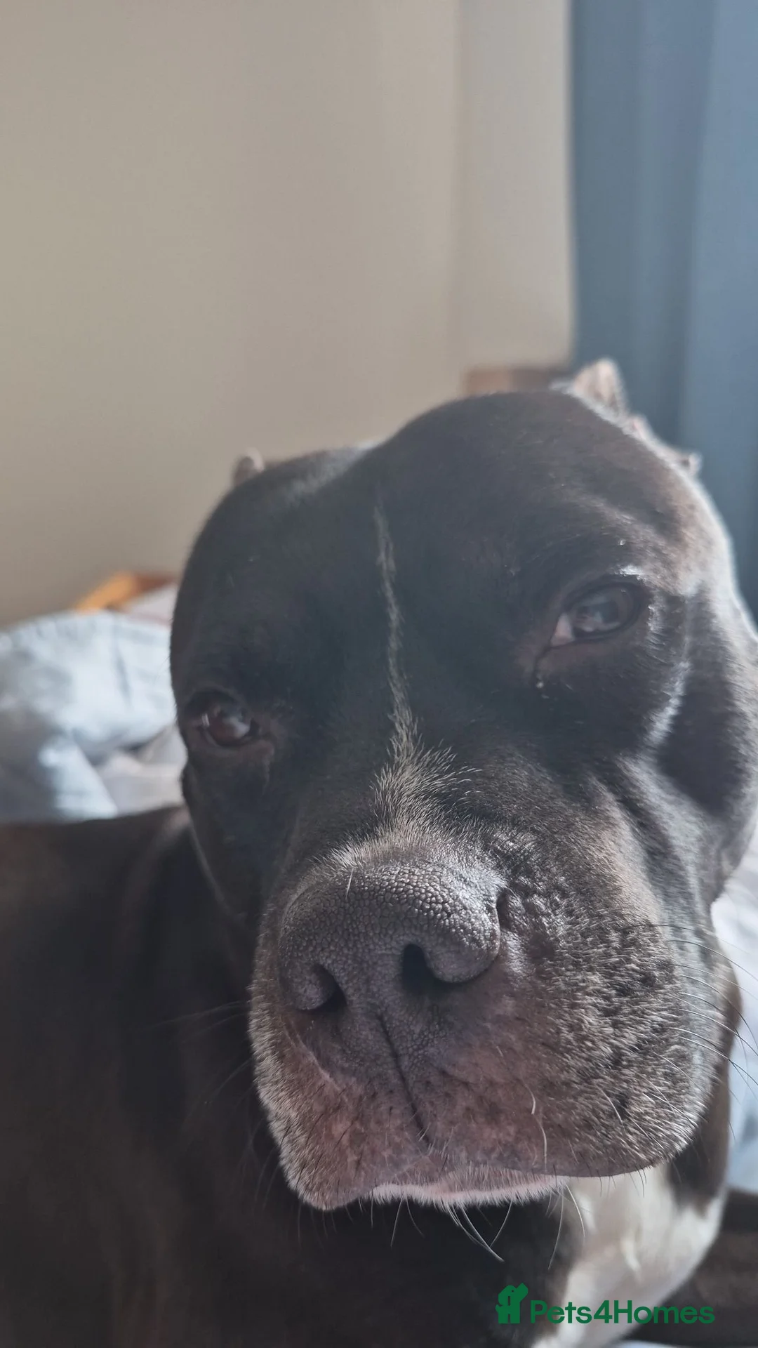 Staffordshire Bull Terrier dogs for sale: Baby boy needs a forever home  - Advert 2