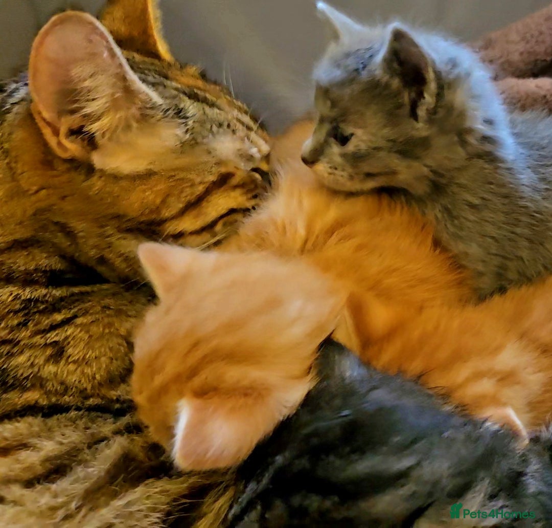 Mixed Breed cats for sale: Elven Bengal Mixes - Advert 7