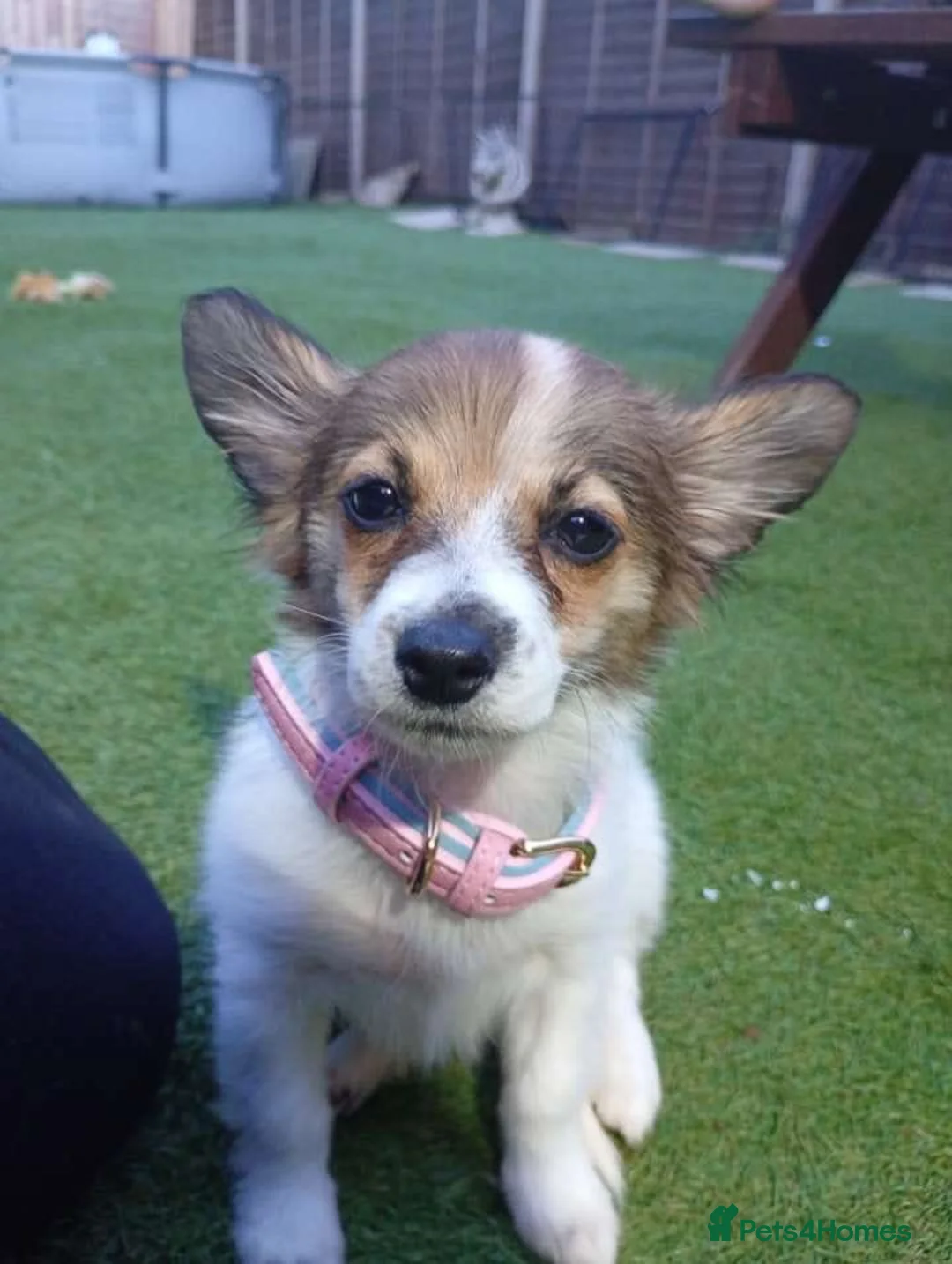 Mixed Breed dogs for sale: Jack Russell cross Pomeranian  - Advert 1
