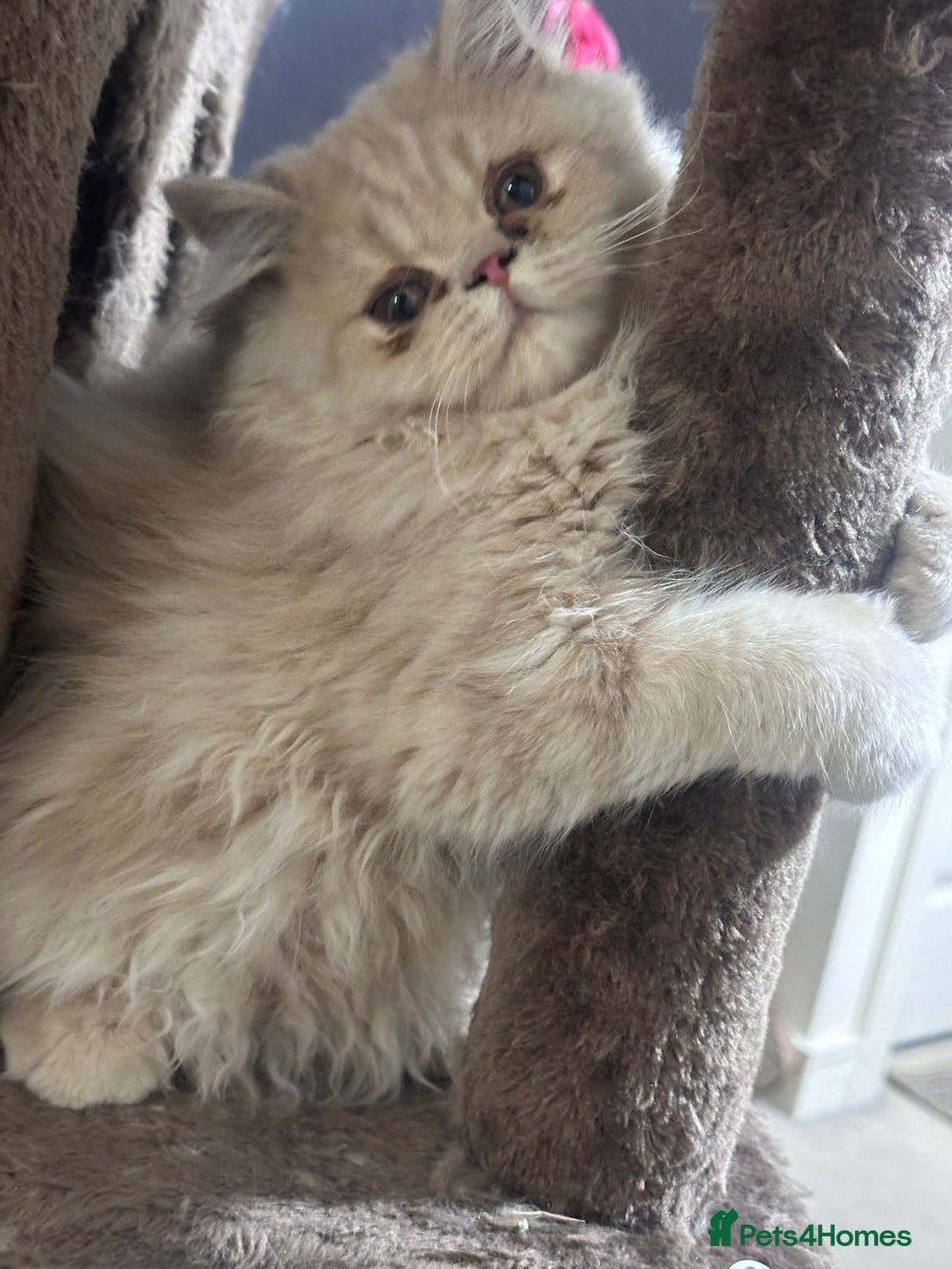 Persian cats for sale: Persian kittens - Image 6