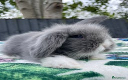 Mini Lion Lop rabbits for sale: EUROPEAN TEDDYWIDDER BABIES  - Image 7