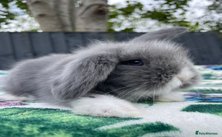 Mini Lion Lop rabbits - Advert 12