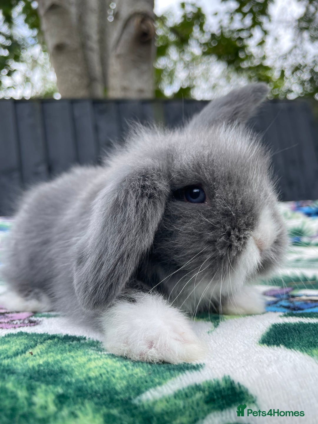 Mini Lion Lop rabbits for sale: EUROPEAN TEDDYWIDDER BABIES  - Image 7