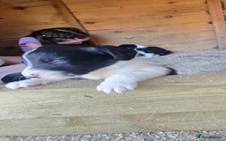 Sprollie dogs for sale: 7 lovely sprollie pups for sale - Image 13