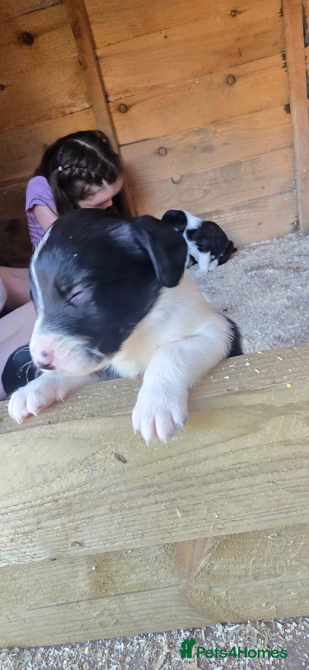 Sprollie dogs for sale: 7 lovely sprollie pups for sale - Image 13