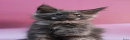 Maine Coon cats for sale: 🔥Black & Smoke Maine Coon Kittens🔥 - Advert 24
