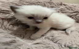 Ragdoll cats for sale: Adorable blue eyed babies - Advert 10