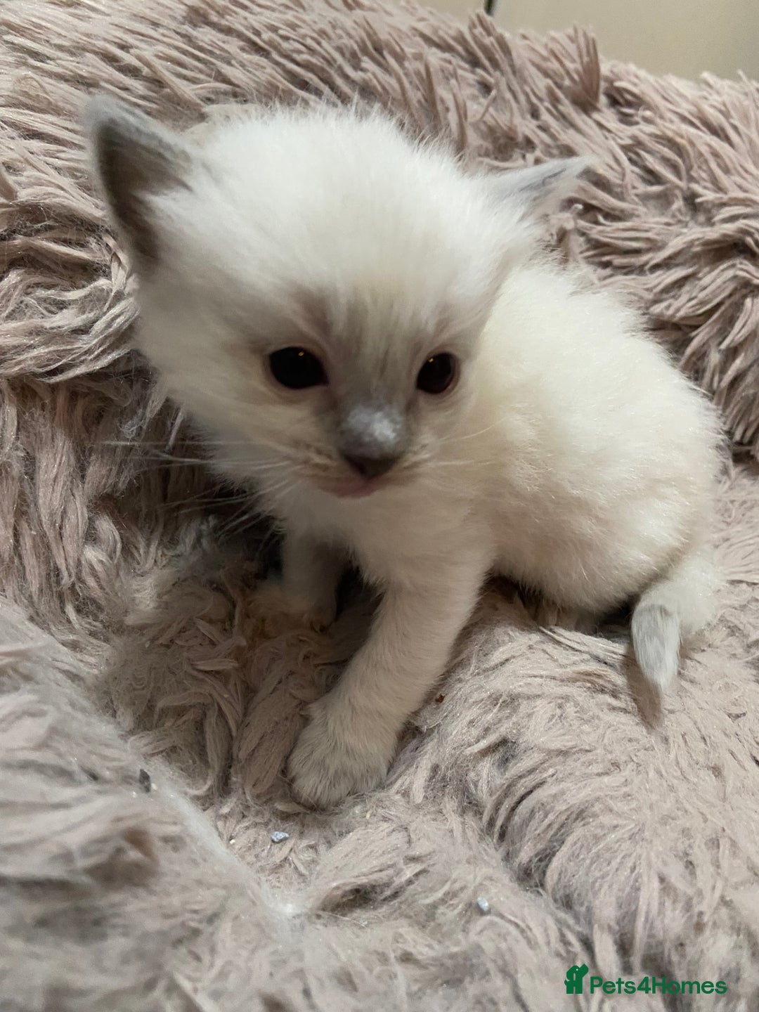 Ragdoll cats for sale: Adorable blue eyed babies - Advert 10