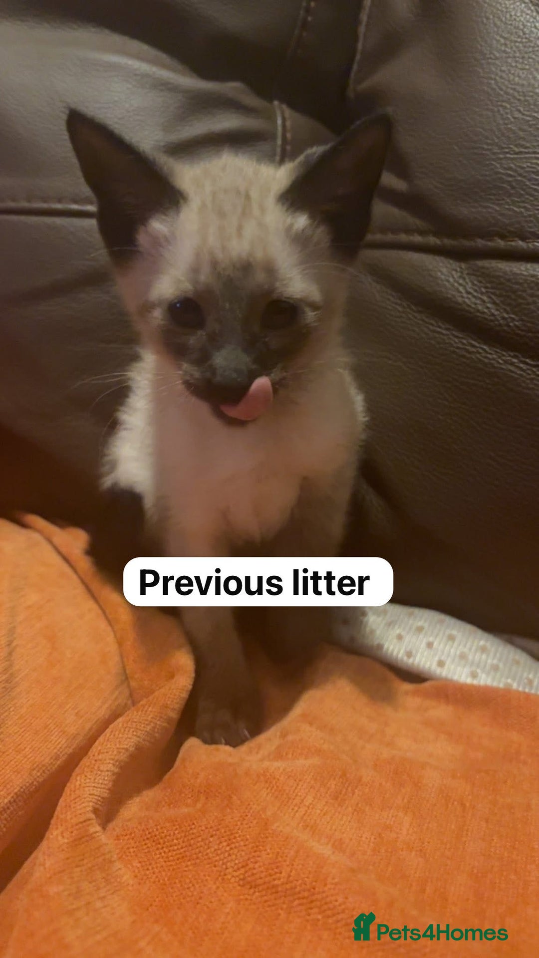 Siamese cats for sale: Traditional Siamese baby’s  - Image 5