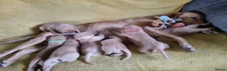 Labrador Retriever dogs for sale: Stunning fox red Labrador puppies *chunky* - Advert 4