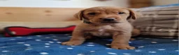 Springador dogs for sale: Wonderful Springador Puppies  - Advert 28