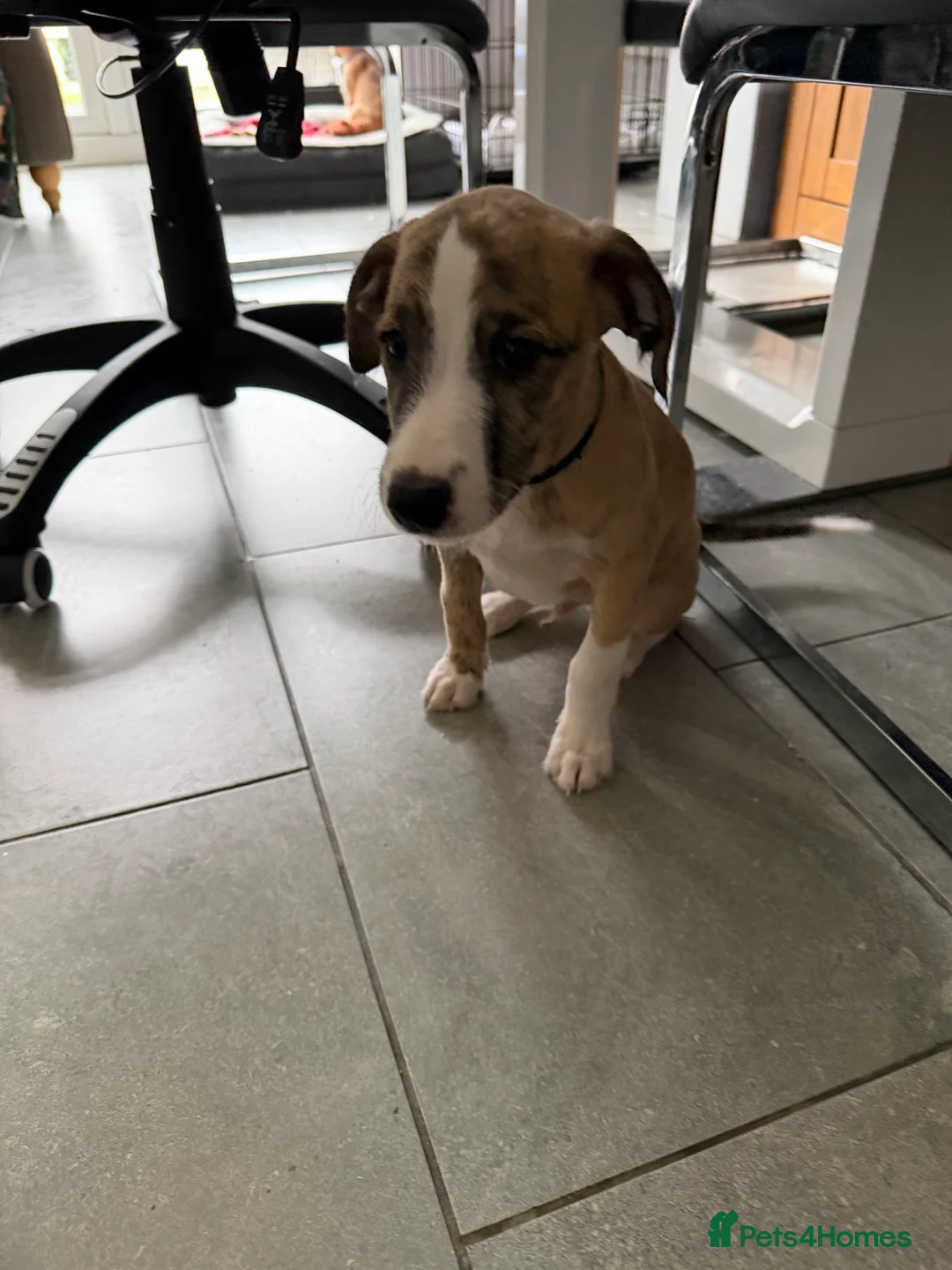 Mixed Breed dogs for sale: Bedlington x Whippet - Advert 8