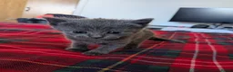Russian Blue cats for sale: 2 female russian blue kittens  - Advert 4