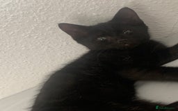 Mixed Breed cats for sale: Black Kitten/Green Eyes - MALE - Image 4