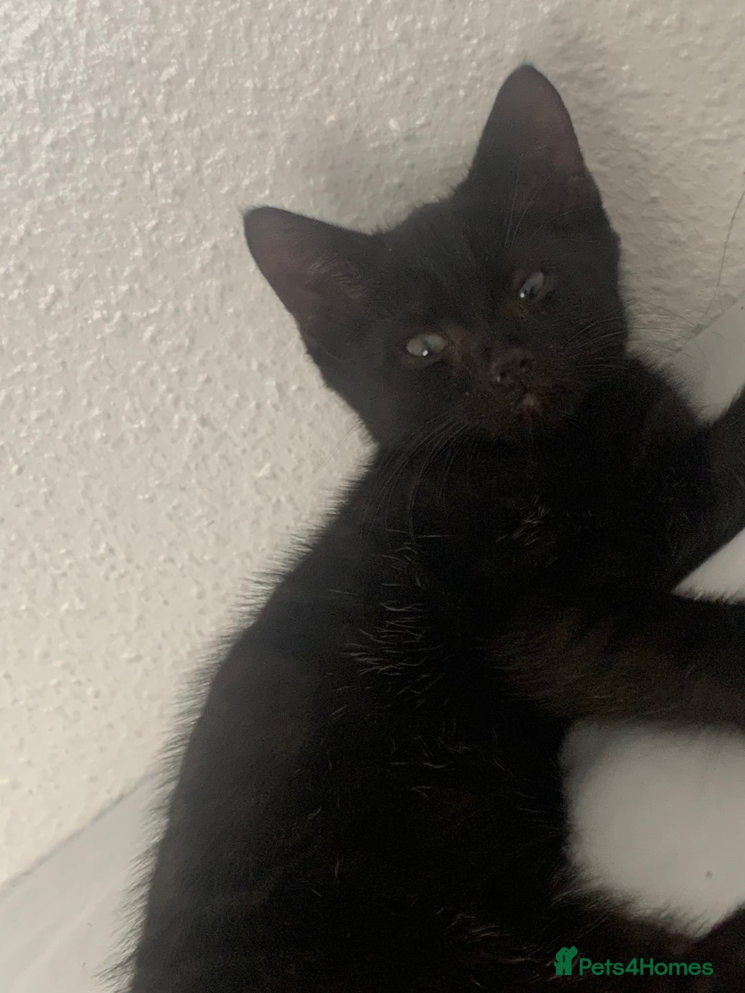 Mixed Breed cats for sale: Black Kitten/Green Eyes - MALE - Image 4