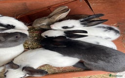 Rex rabbits for sale: Rex X Dutch Bunnies, Ready for homes now.  in Swansea - Image 6