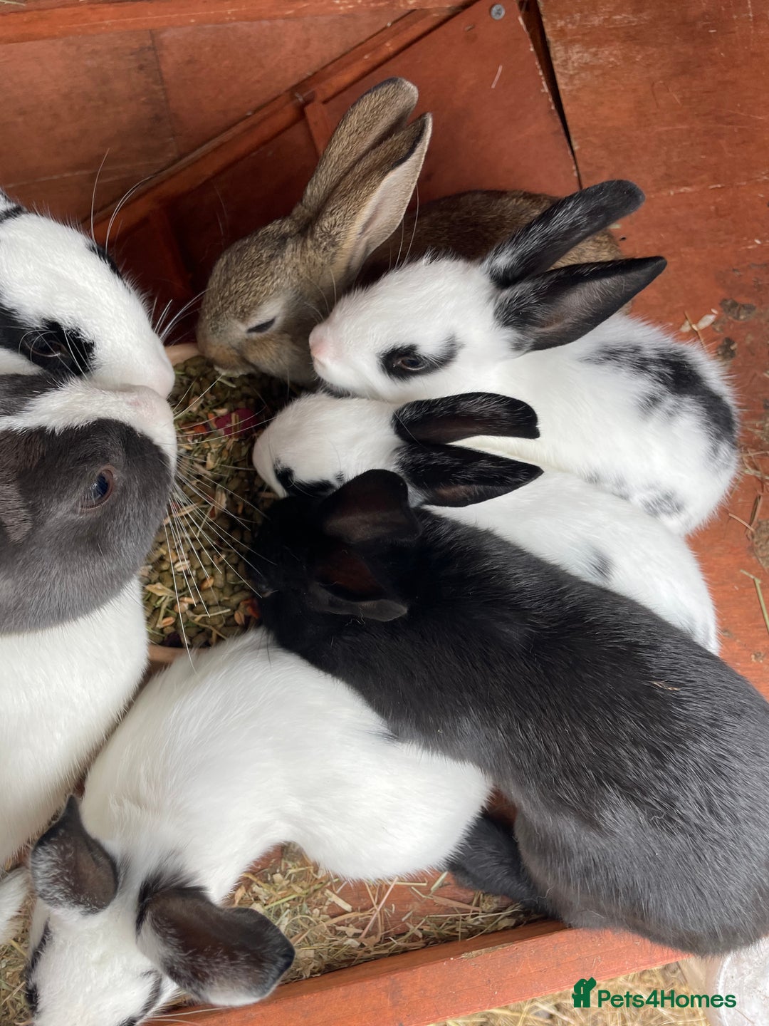 Rex rabbits for sale: Rex X Dutch Bunnies, Ready for homes now.  in Swansea - Image 6