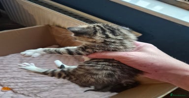 Mixed Breed cats - Advert 4