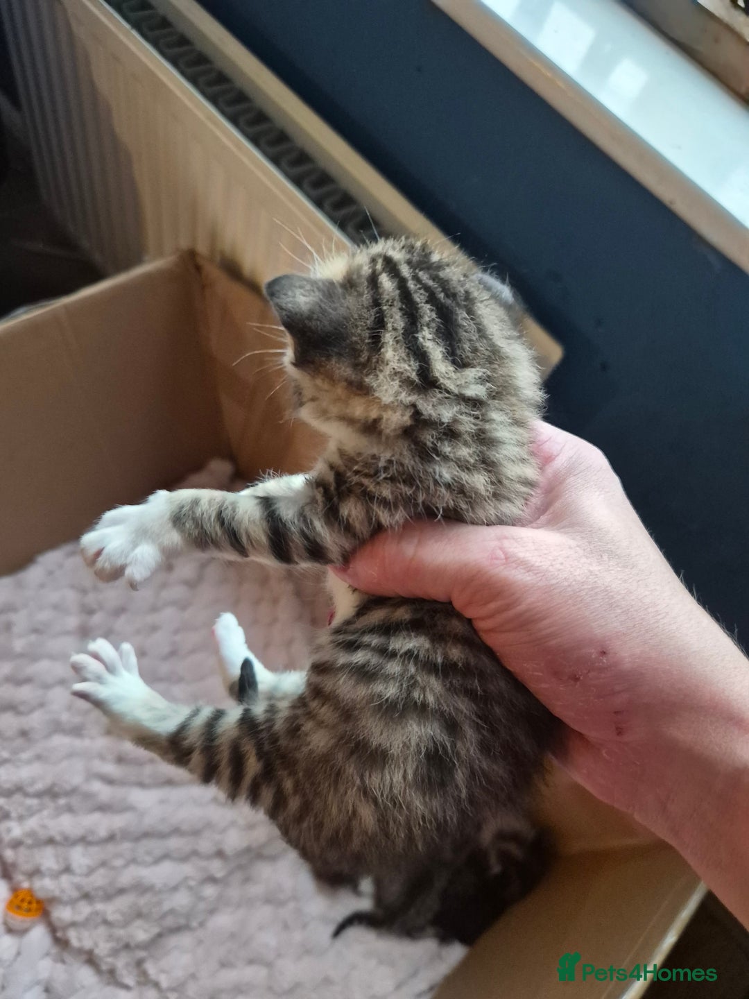 Mixed Breed cats for sale: I have both parents, adorable kittens - Image 3