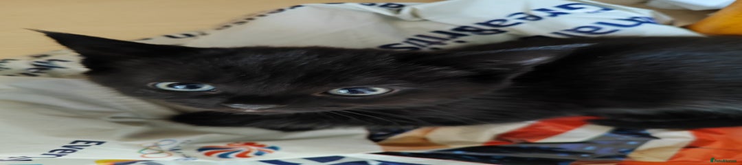 Domestic Shorthair Kitten 2