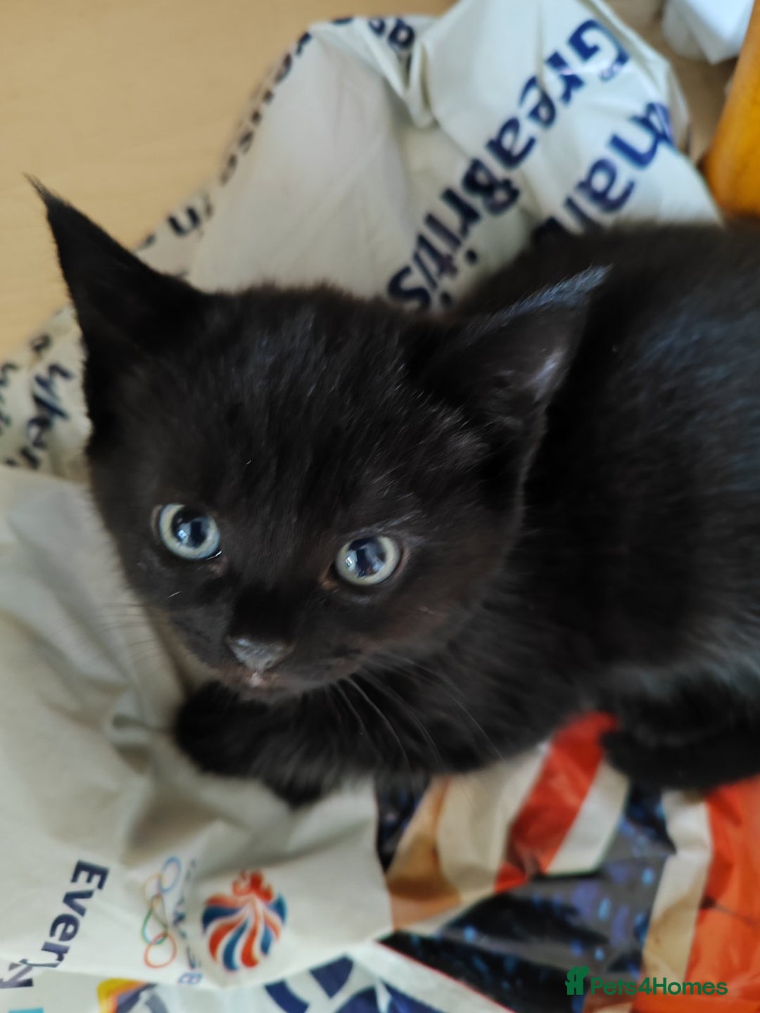 Domestic Shorthair cats for sale: kittens - Image 8