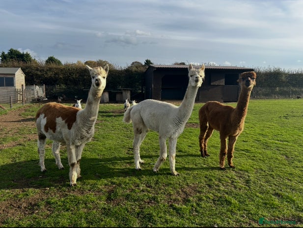Alpaca livestock - Advert 2