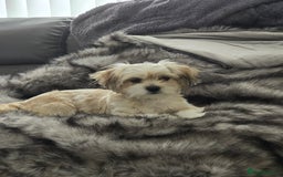 Shih Tzu dogs for sale: Lily For Sale Reluctantly  - Image 1