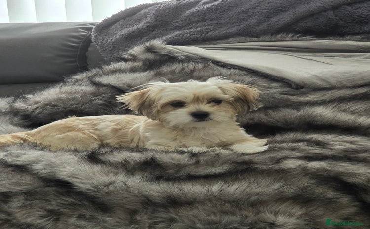 Shih Tzu dogs - Advert 3