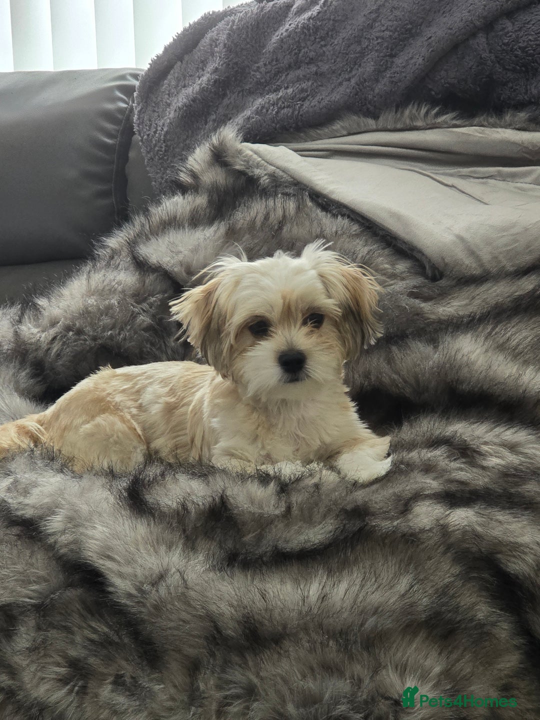 Shih Tzu dogs for sale: Lily For Sale Reluctantly  - Image 1