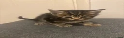 Mixed Breed cats for sale: Beautiful playful kittens  - Advert 3