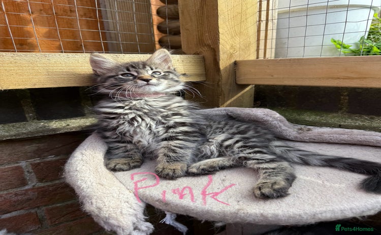 Maine Coon cats - Advert 16