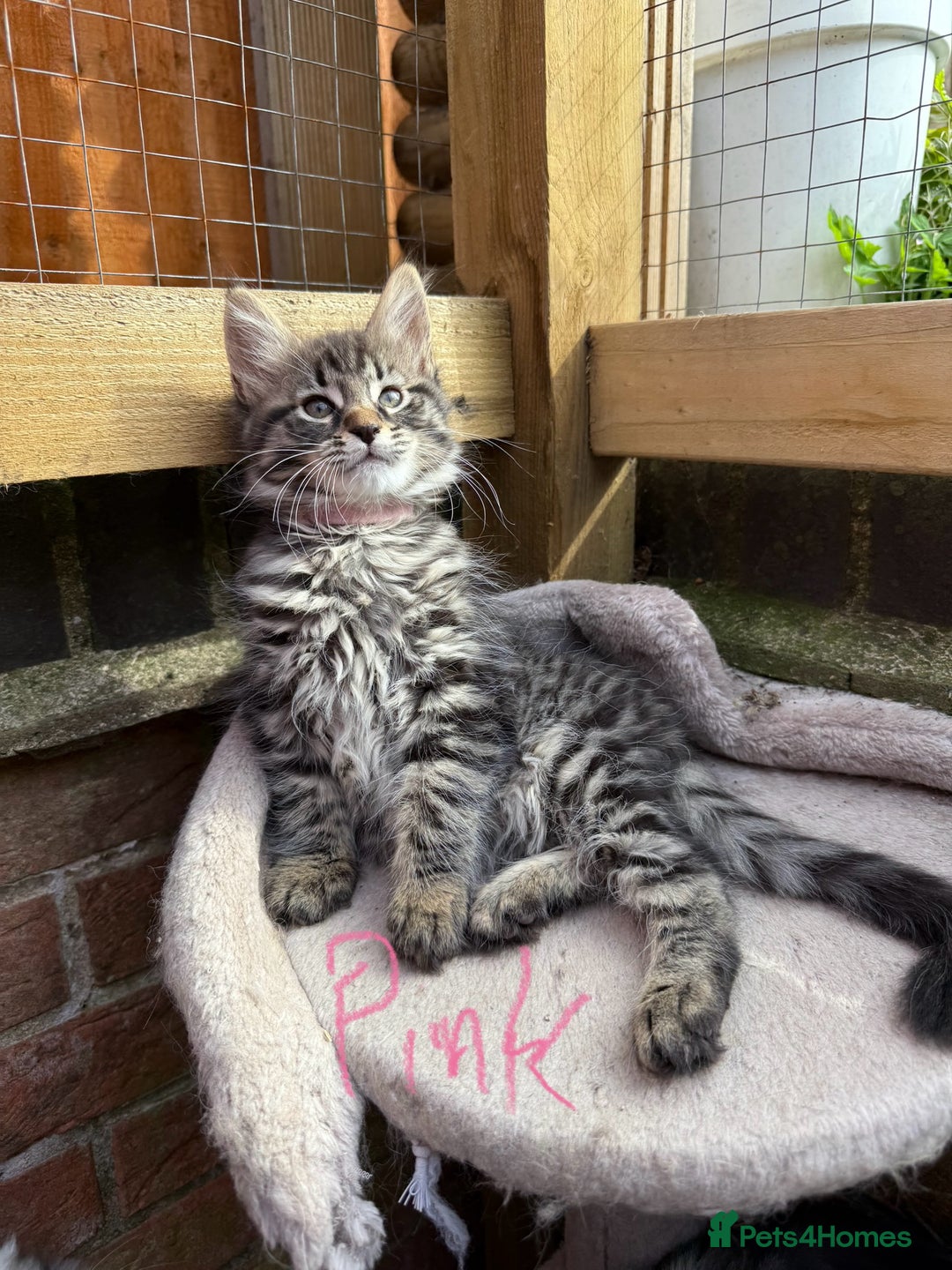 Maine Coon cats for sale: Maine Coon Kittens **READY TO LEAVE** - Image 2