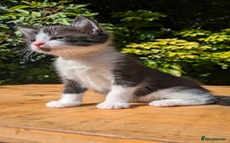 Mixed Breed cats for sale: Tuxedo Kittens - Image 19