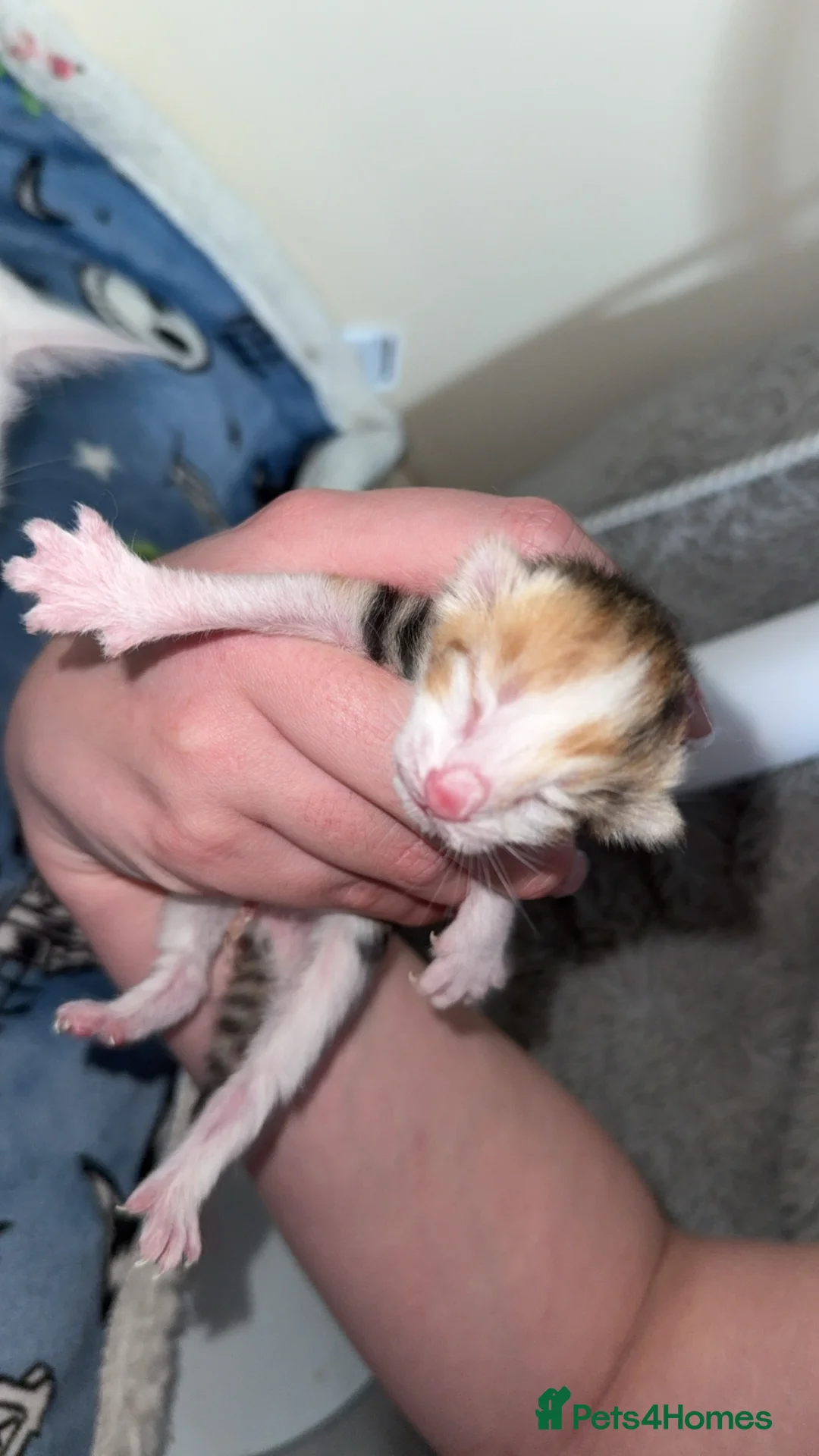 Mixed Breed cats for sale: Beautiful calico female  - Advert 4
